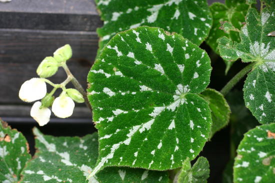 B. ‘Meximperia’